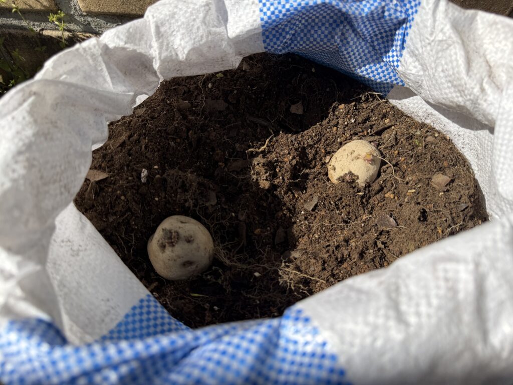 土嚢袋に土を半分程度入れて種芋を2個植え付けている様子