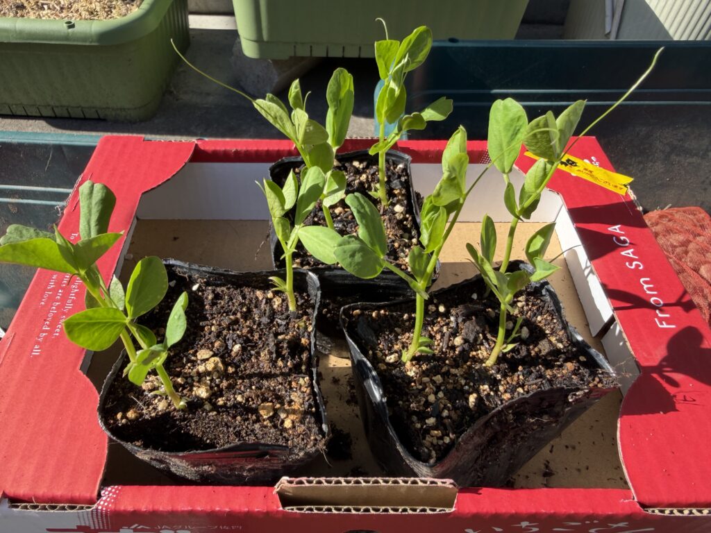 購入した3ポットが並んでいる様子。