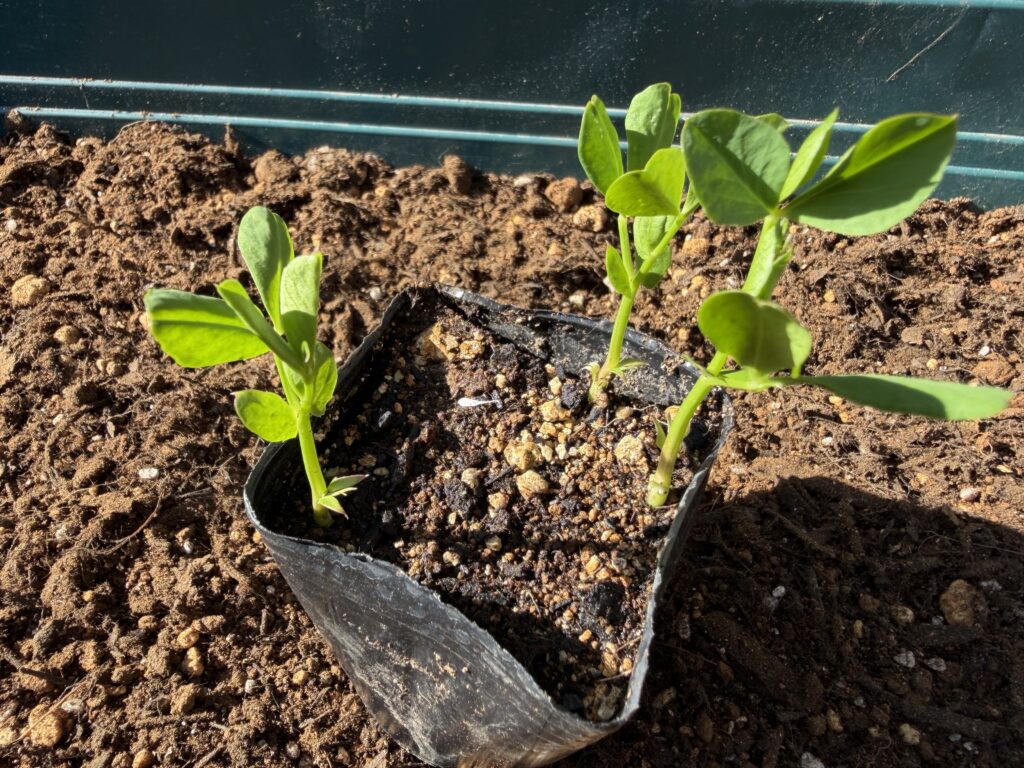 ポット内で植わっている3株のうち1株だけ離れている様子