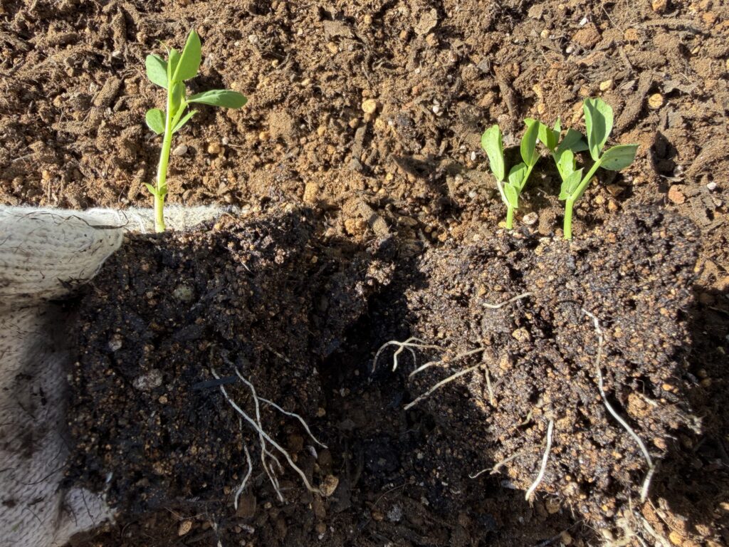 慎重に3株を1株と2株に分解した様子