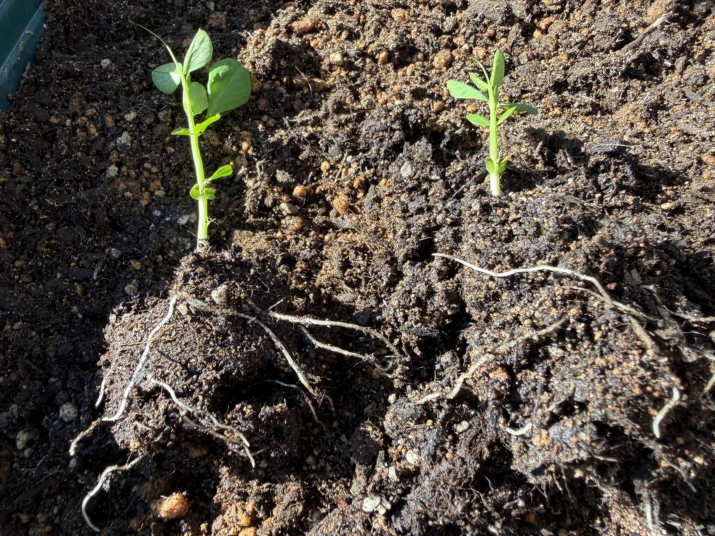 1株どうしを合体させて2株にする様子