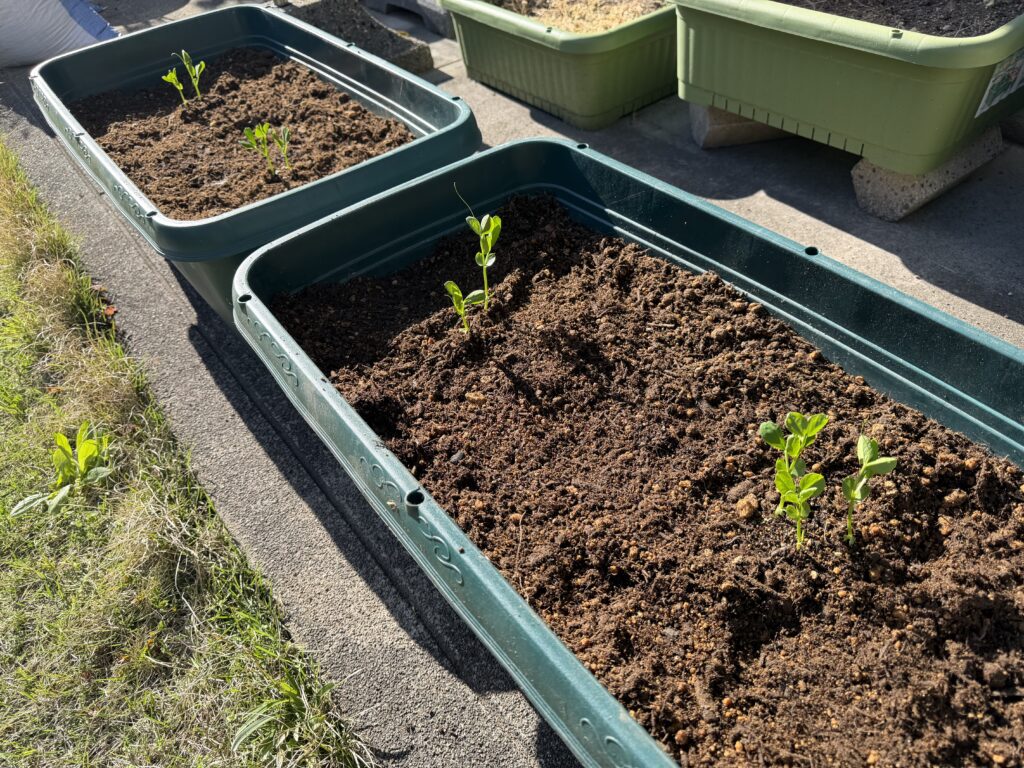 長方形プランター2つにそれぞれ2株ペアを2セットずつ植えた様子
