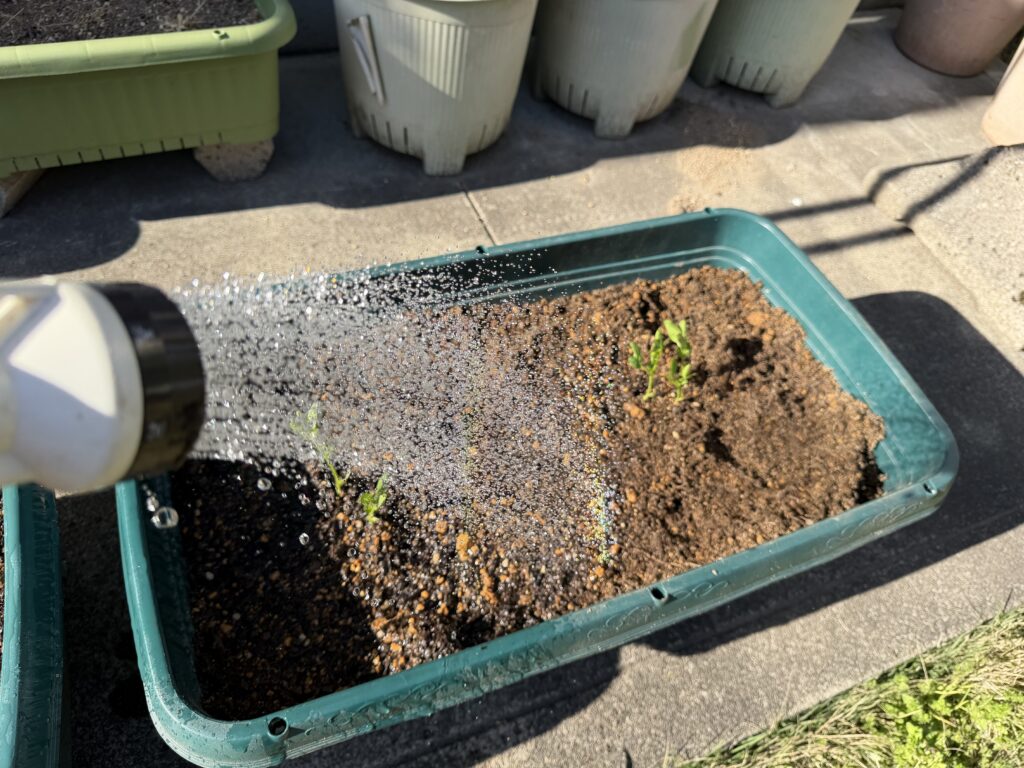 植え付けが終わったプランターに水やりしている様子