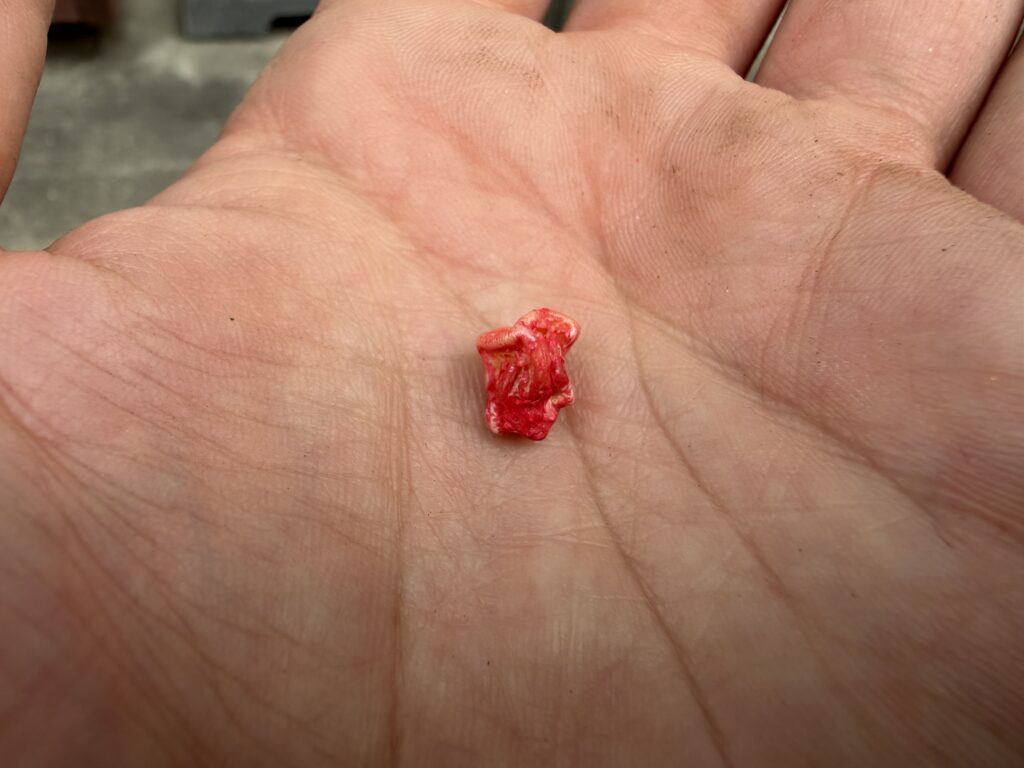 とうもろこしゴールドラッシュの種の様子