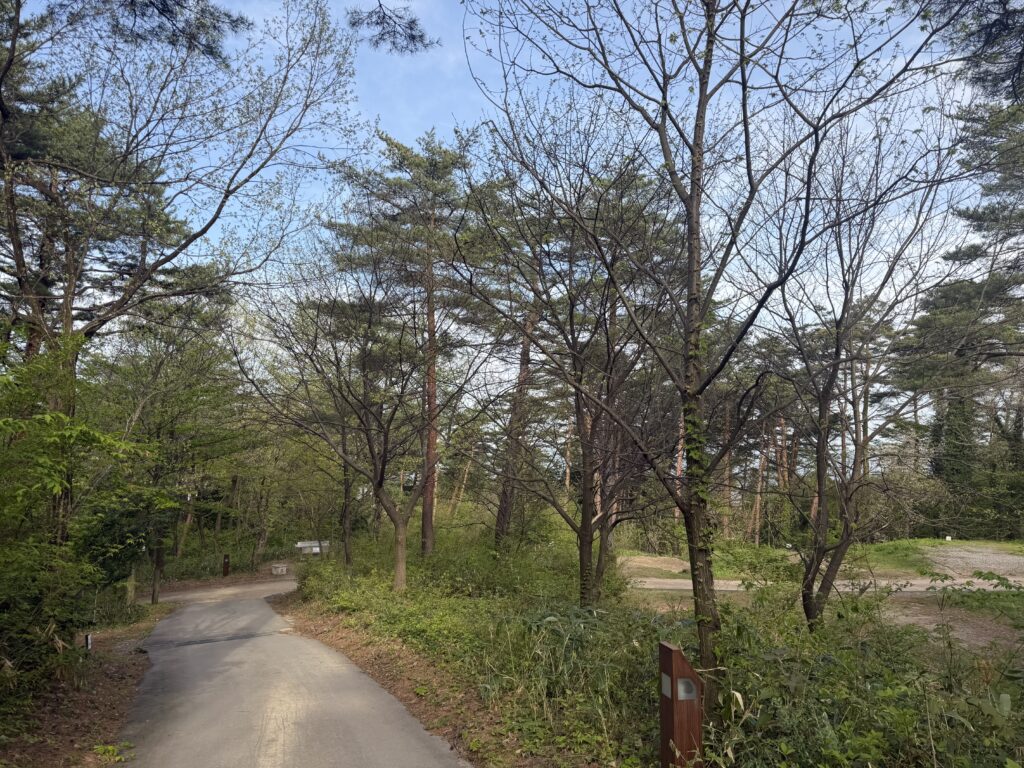 朝のキャンプ場で、木々に囲まれた舗装路を散歩しながら森の景色を眺めている様子