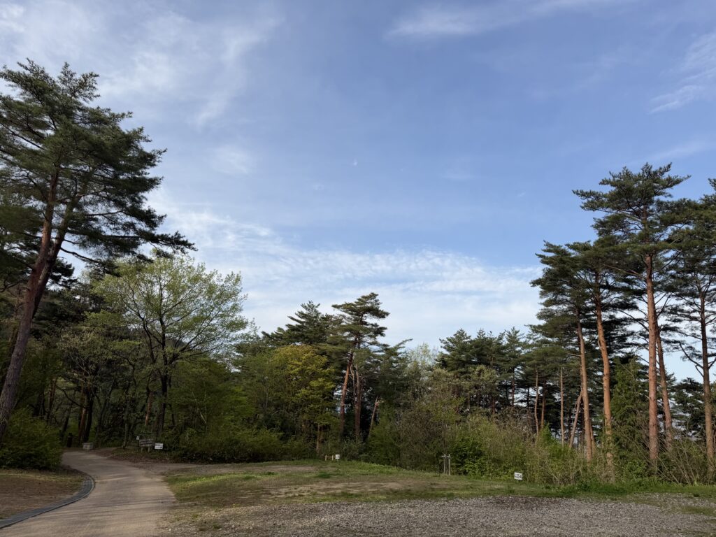 朝のキャンプ場で、木々に囲まれた舗装路を散歩しながら森の景色と青い空を眺めている様子