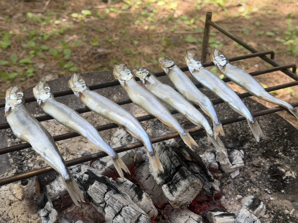 キャンプ場で熾火の上に網を置き、8匹のししゃもを並べて焼いている様子