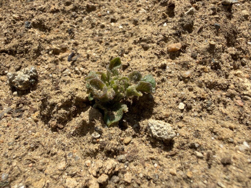 土にできた窪みの近くで、ジャガイモの芽が小さく発芽している様子