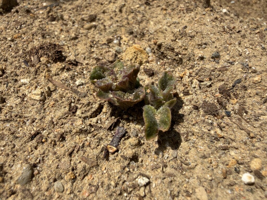 ジャガイモ畑の別の場所で、土の中から小さな芽が発芽している様子