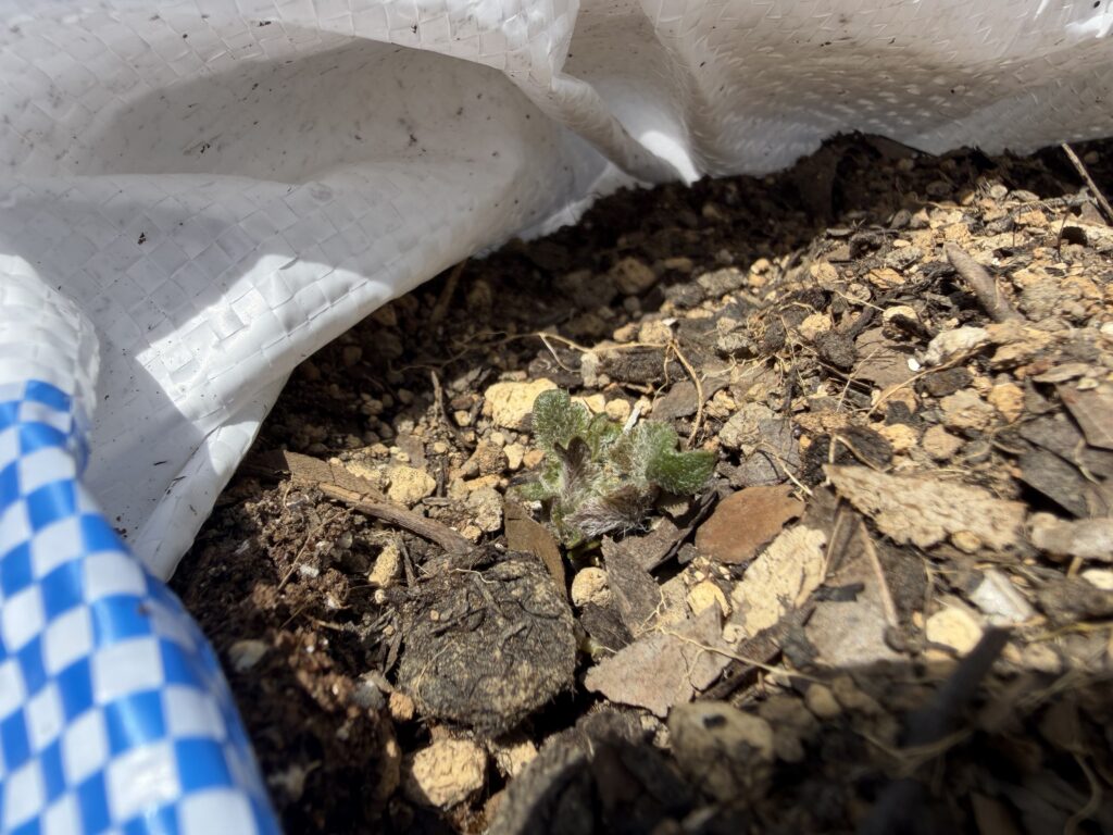 土嚢袋栽培のジャガイモが、袋の中の土から小さく発芽している様子