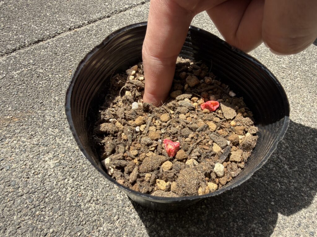 種を指で押し込むようにしている様子