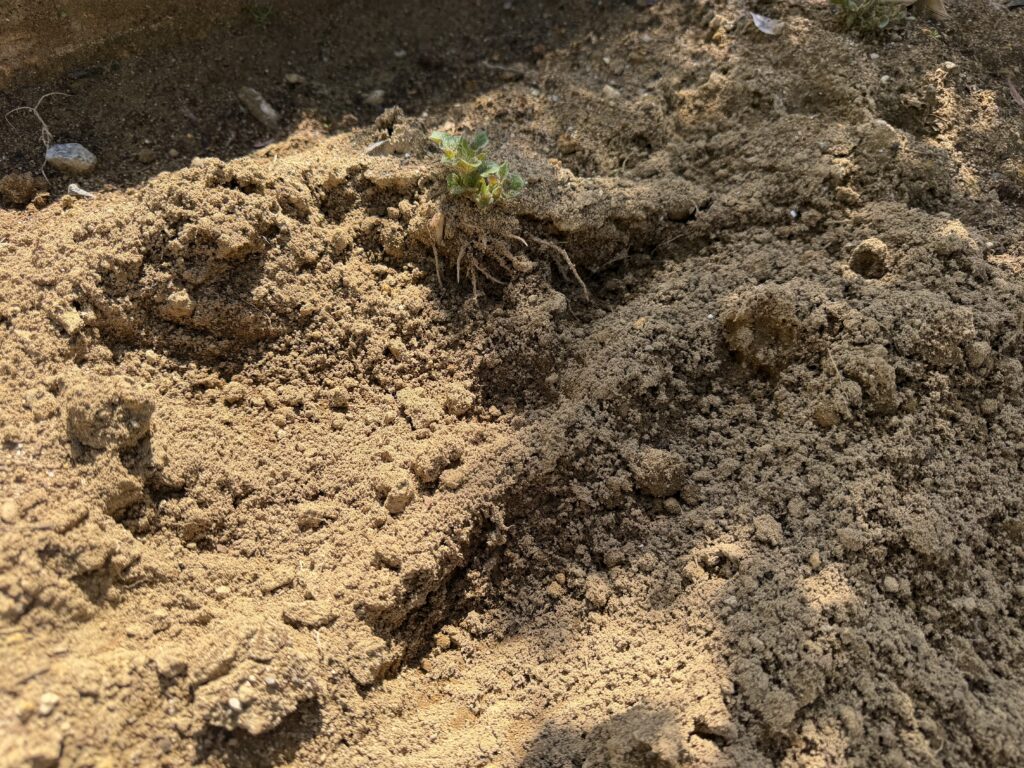 発芽したジャガイモの周囲で土が広く掘られ、根のような部分が見えている様子