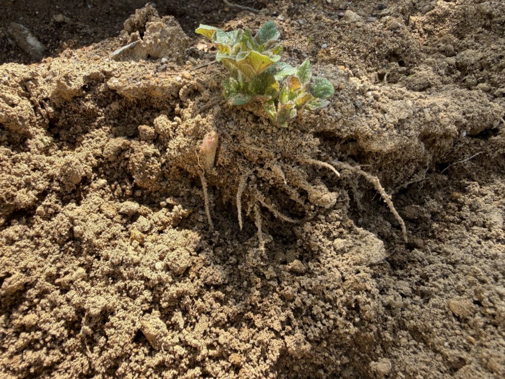 発芽したジャガイモの周囲の土が大きく崩れ、根のような部分が見えている様子