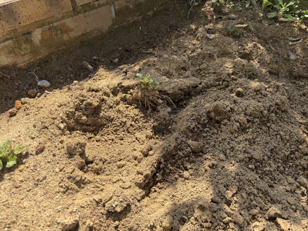 ジャガイモ畑の土が一部大きく掘られ、発芽した芽の近くで土が崩れている様子