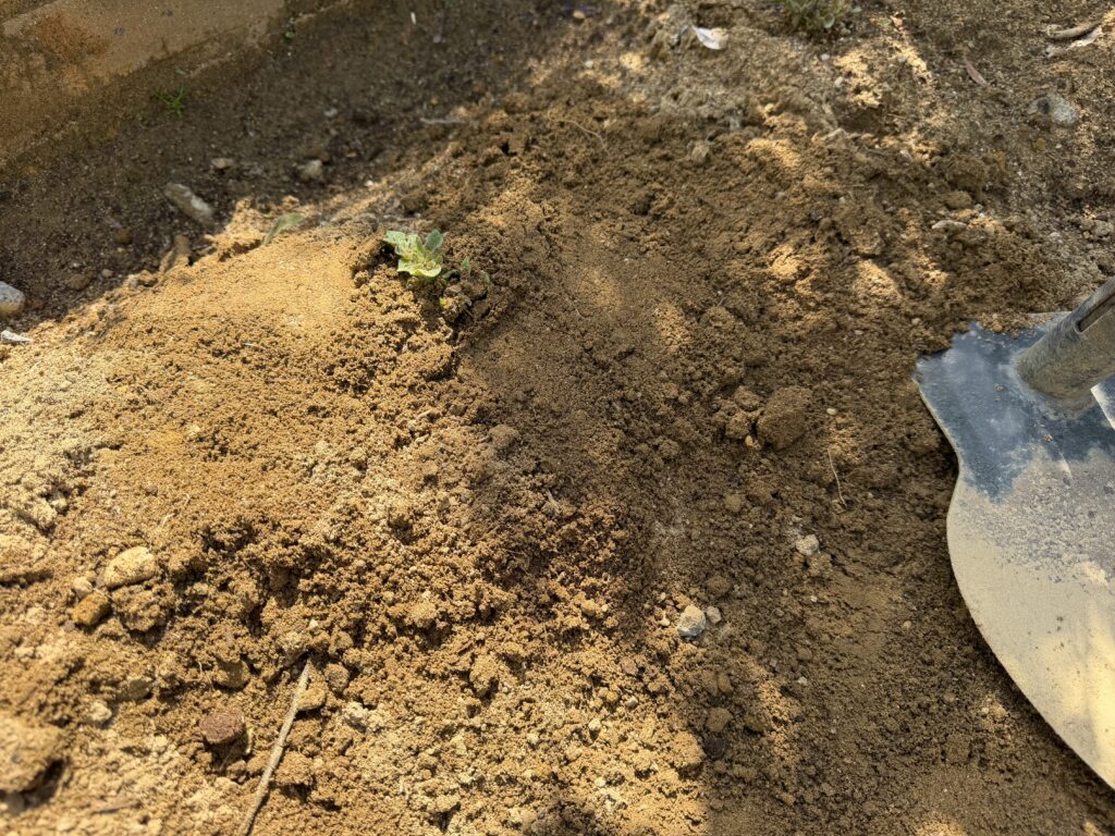 掘られて根が見えていたジャガイモの周囲に、鍬で軽く土を戻した様子