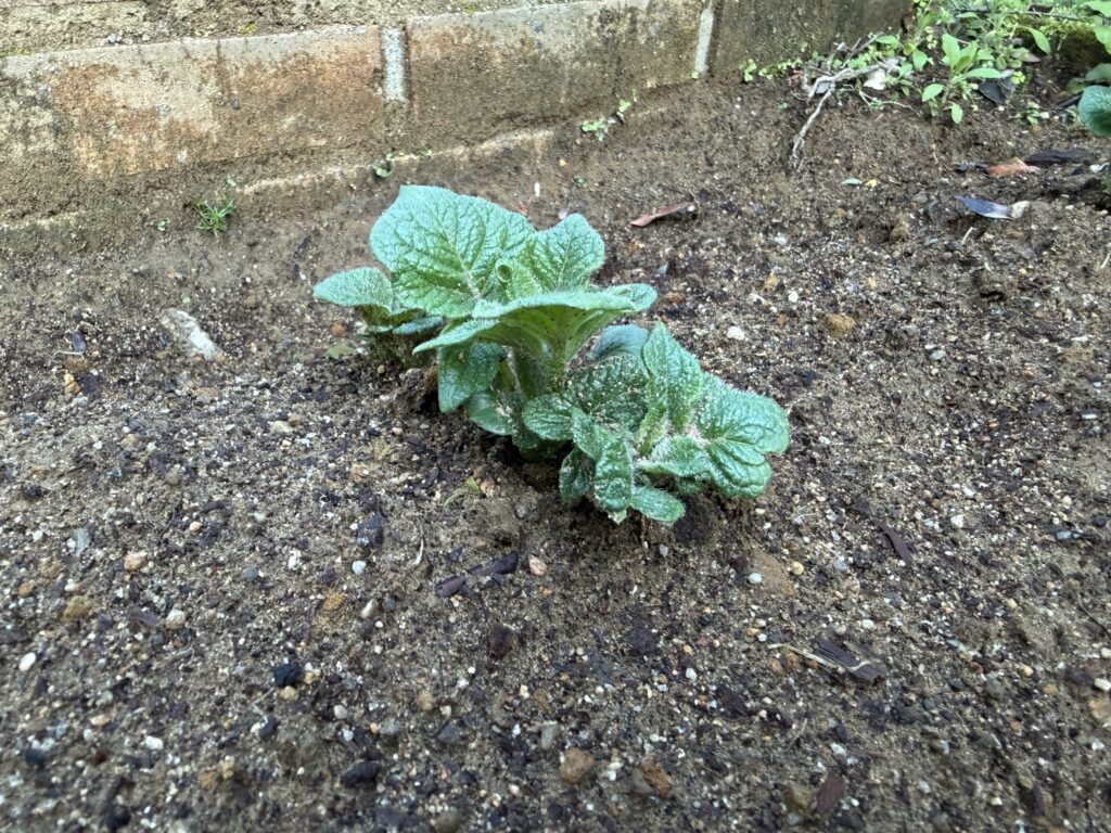 土を戻した2日後、ジャガイモの芽が葉を大きく広げて元気に育っている様子