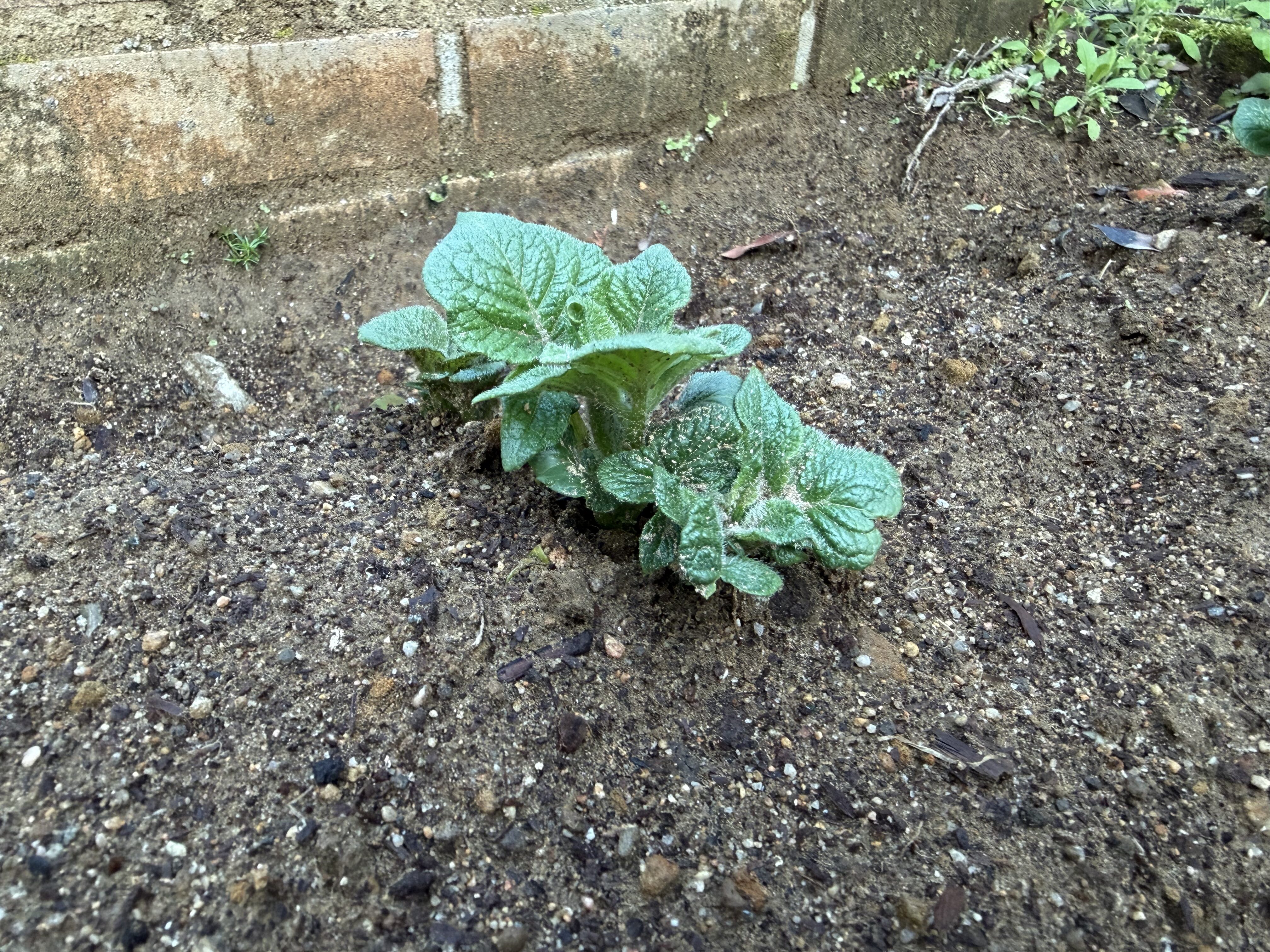 一度土を掘られた後も、発芽して元気に葉を広げるジャガイモの芽