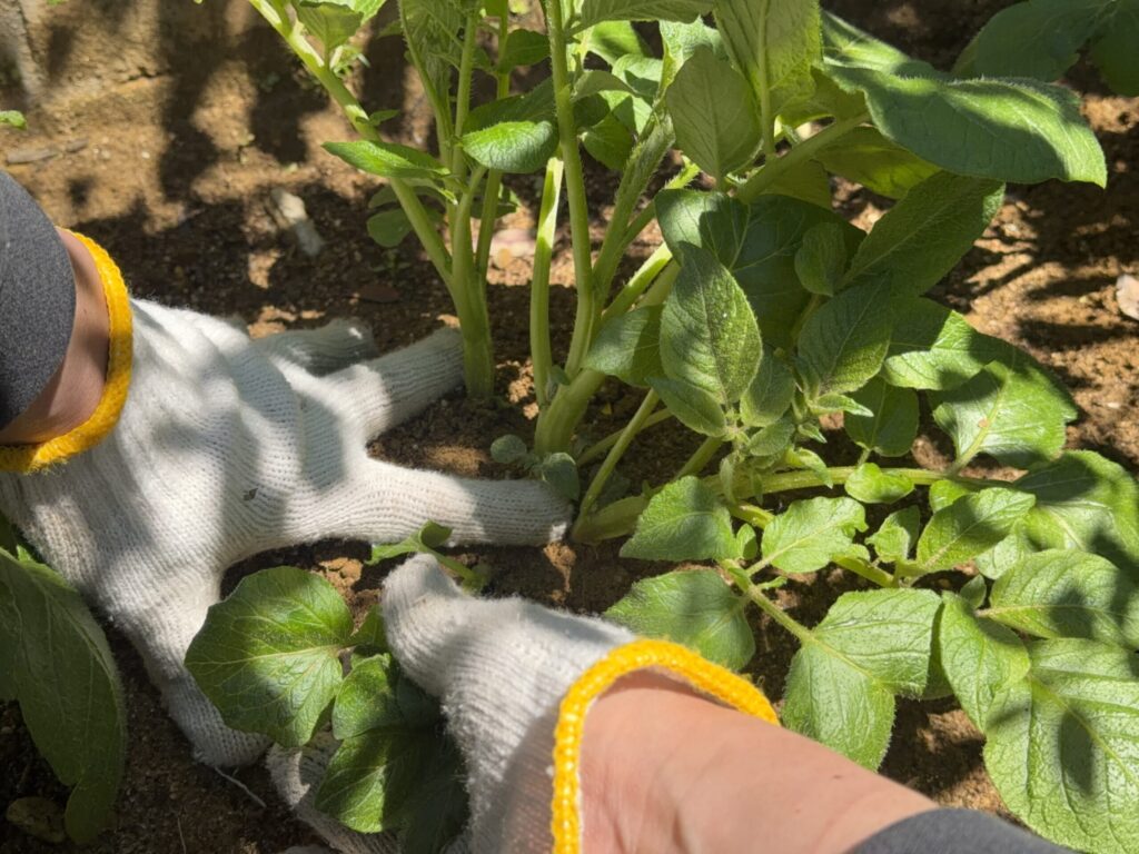 ジャガイモの株元を手で押さえながら、芽かきする芽を横方向に引いている様子