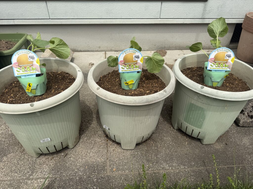 ころたんメロンの苗3株をそれぞれのプランターに並べた植え付け前の様子