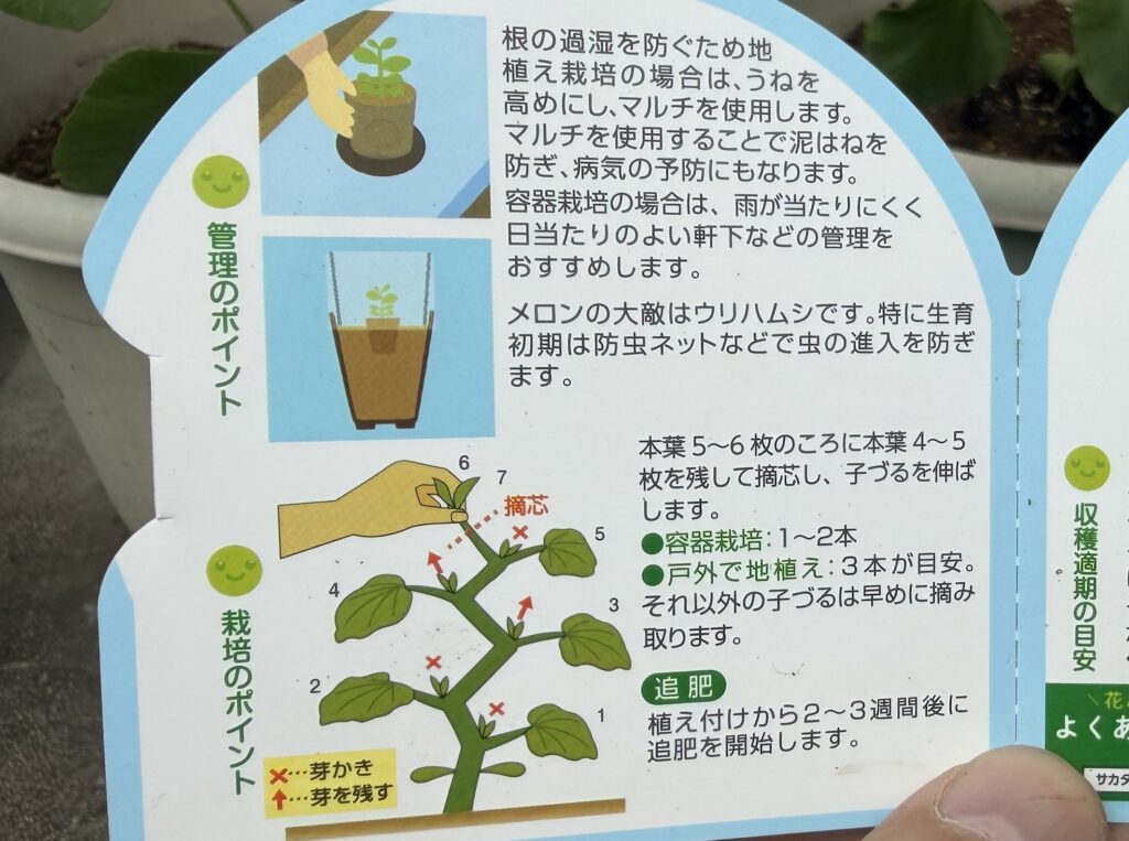 ころたんの栽培説明書を手に持ち、芽かき方法を確認している様子