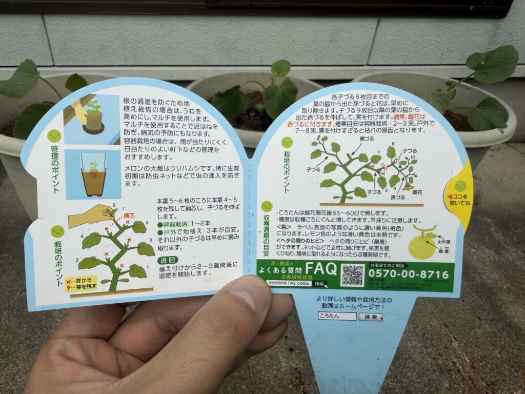ころたん苗の栽培説明書を手に持ちながら育て方を確認している様子