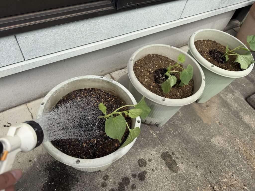 プランターに植え付けたころたんメロンの苗へホースで水やりしている様子