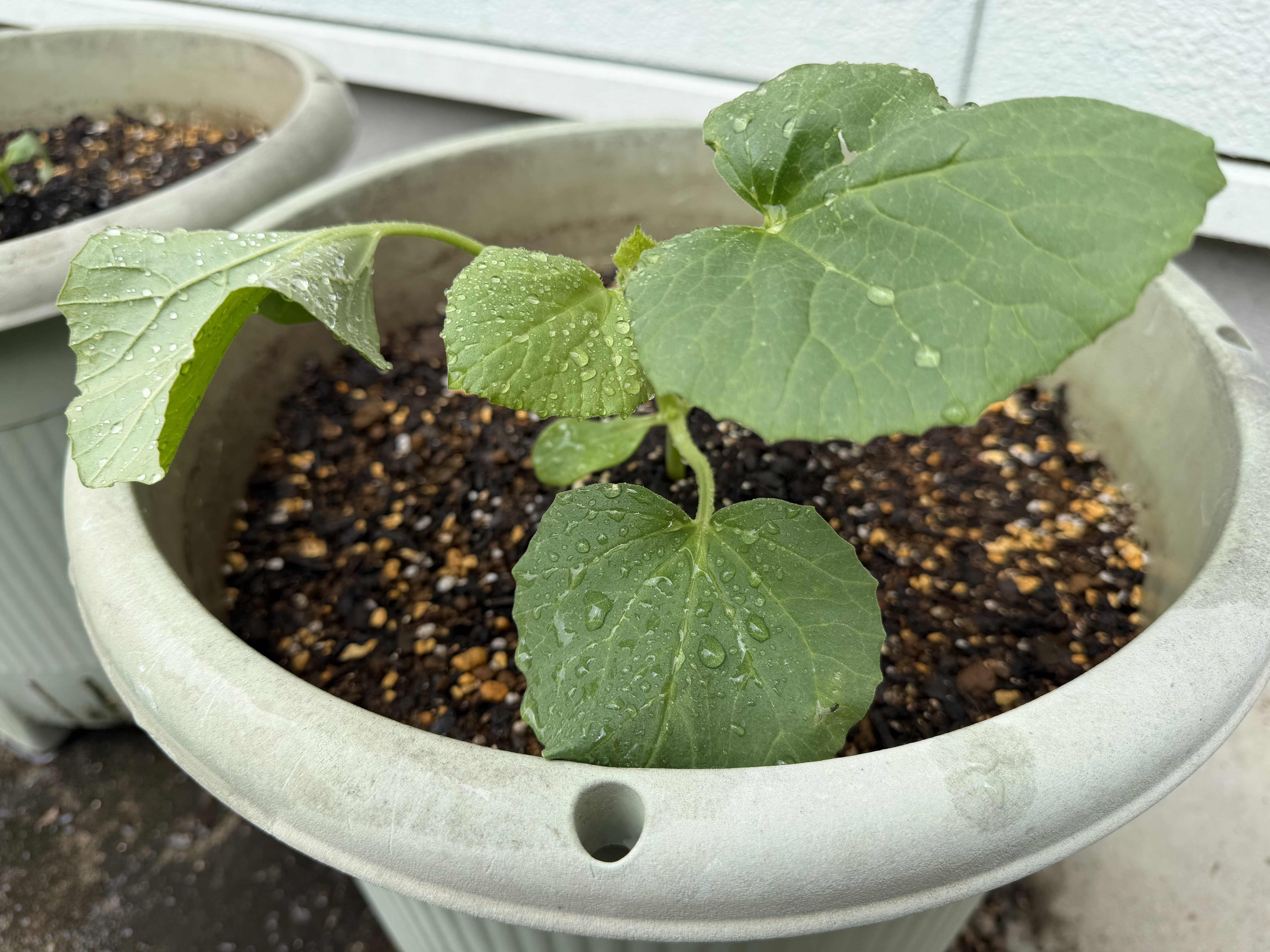 プランターに植え付けたころたんメロンの苗に水滴がついている様子