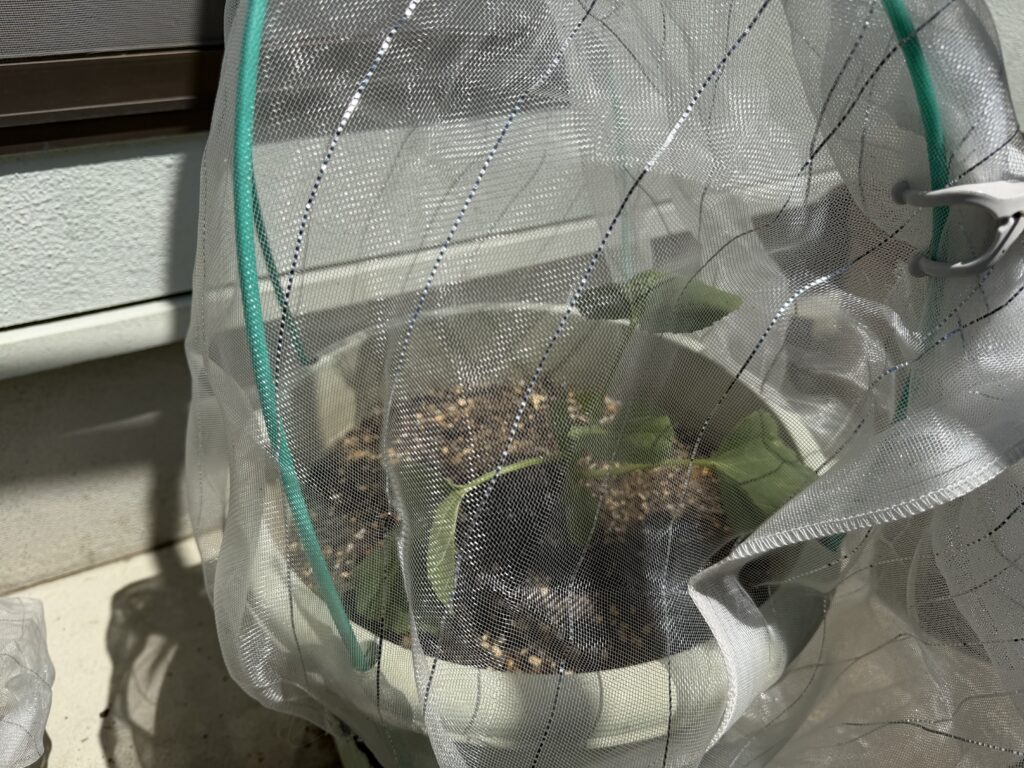 植え付け後のころたんメロン苗に防虫ネットをかけたプランターの様子