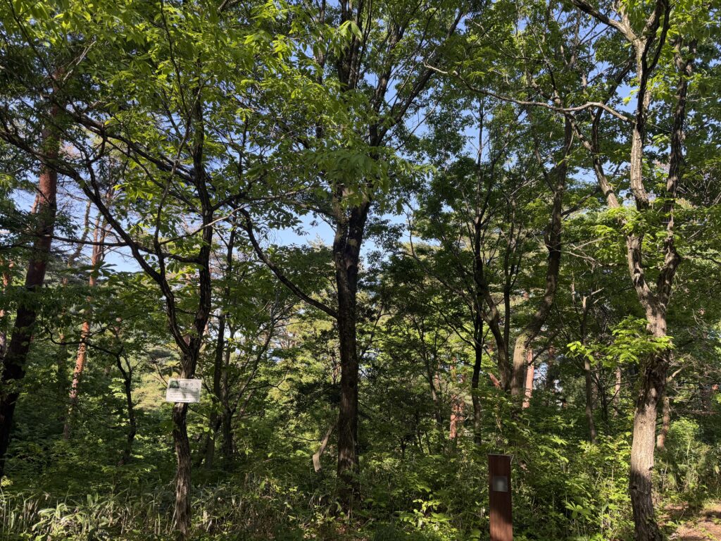 朝の赤松サイト周辺を散歩中に見た、新緑に囲まれた閑乗寺公園キャンプ場の木々