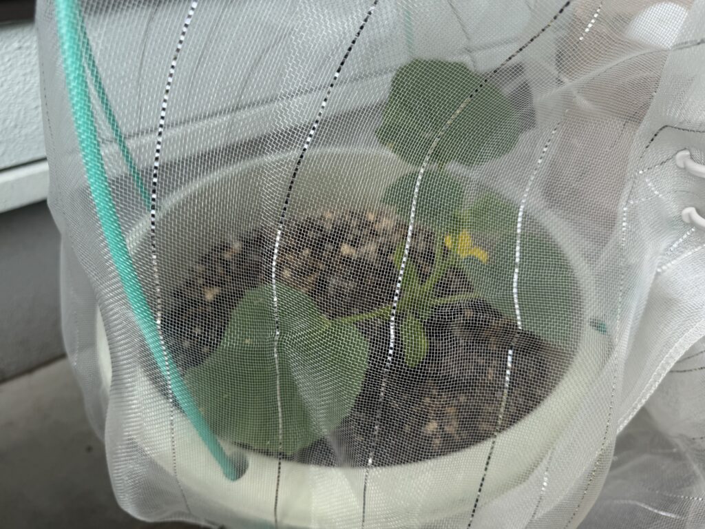 防虫ネット越しに見た植え付け1週間後のころたんメロン苗の様子
