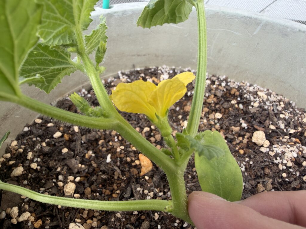 植え付け1週間後のころたん苗に咲いた黄色い雄花の様子