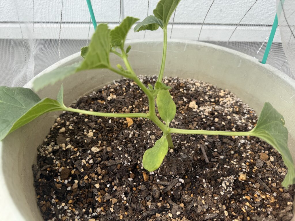 不要な芽を摘み取った後のころたん苗の様子