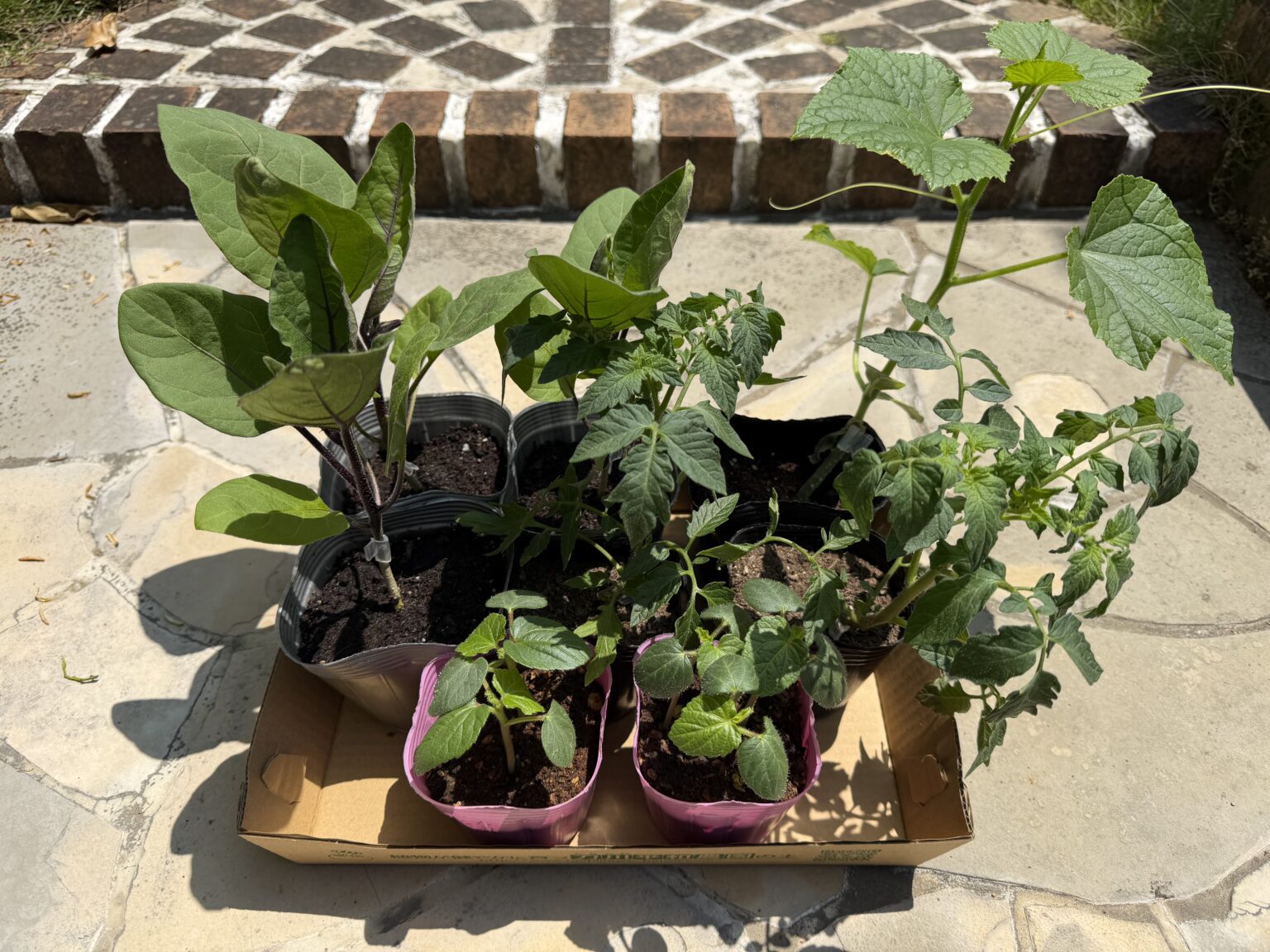2026年に植え付けるトマト、ナス、きゅうり、オクラの夏野菜苗