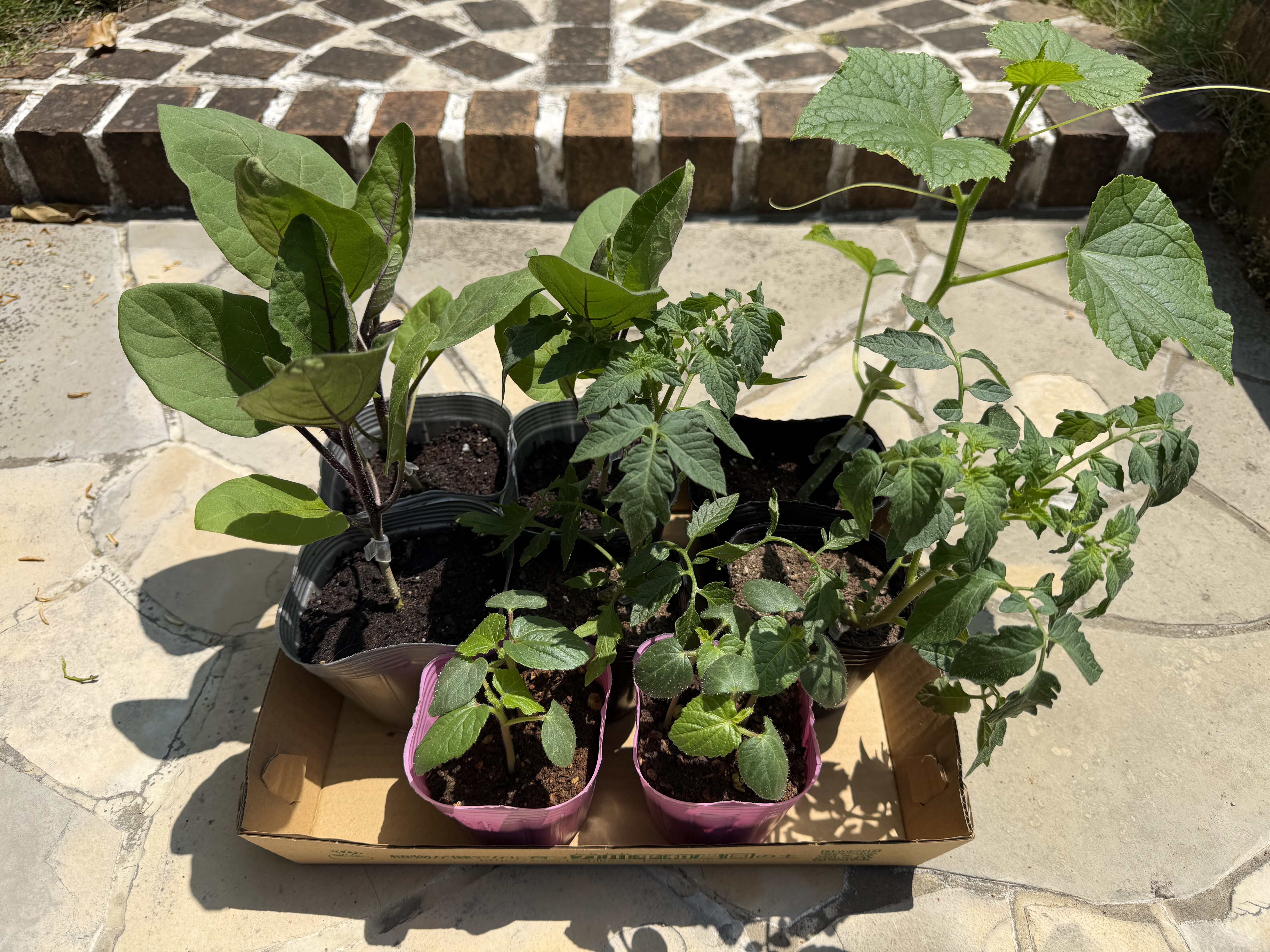 2026年に植え付けるトマト、ナス、きゅうり、オクラの夏野菜苗を並べた様子