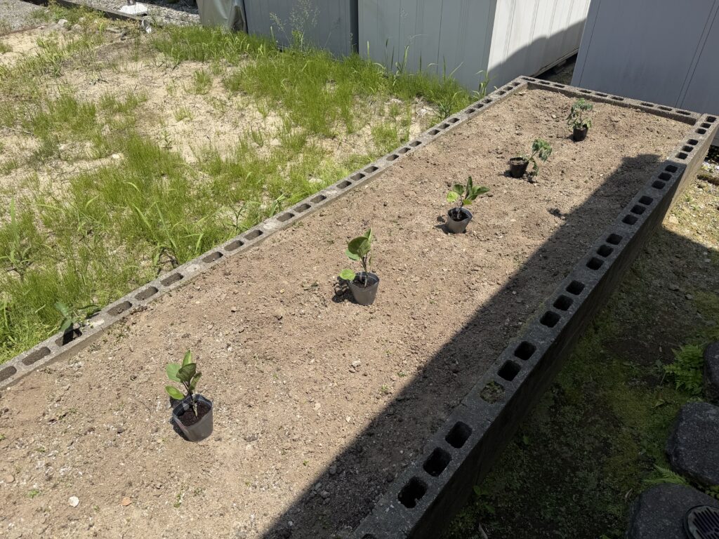 夏野菜の植え付け前に、家の北側の畑へナス3株とトマト2株をポットのまま仮置きした様子