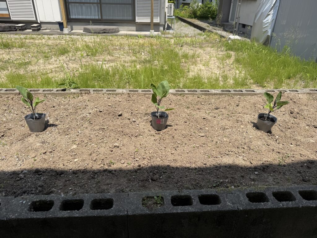 ナス苗3株を畑に仮置きして株間を確認している様子