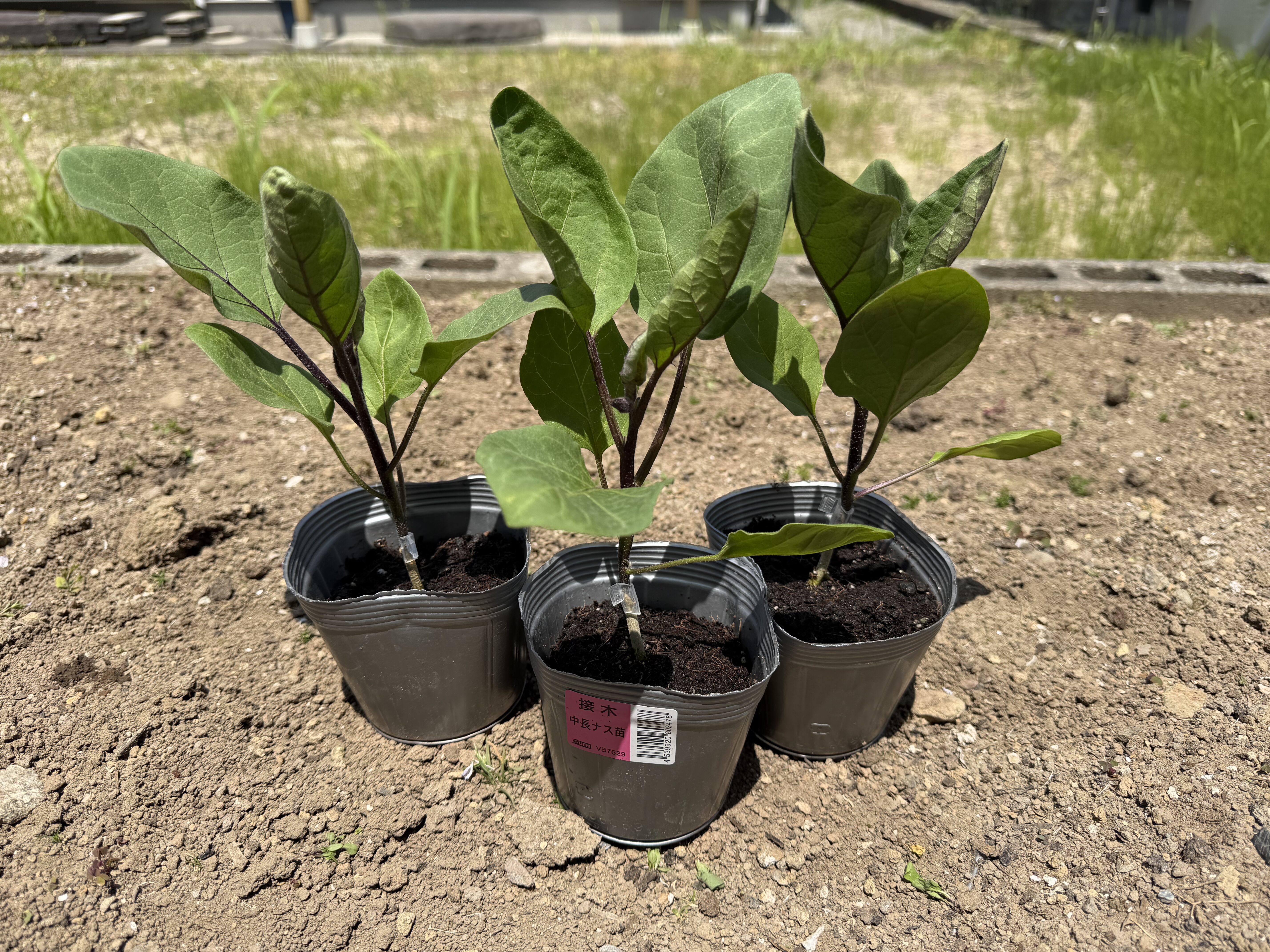 植え付け前のナス千両2号の接木苗3株を畑に並べた様子