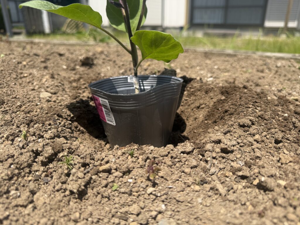 ナス苗をポットごと植え穴に入れて深さを確認している様子