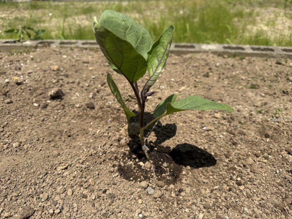 畑に植え付けた直後のナス千両2号の接木苗