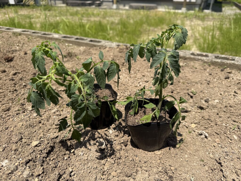 花がついていない、少しグッタリした様子のトマト苗