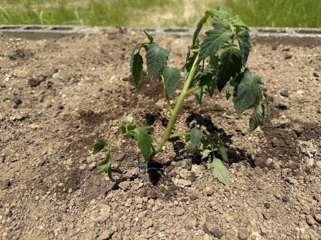 畑に植え付けた直後のトマト桃太郎の苗