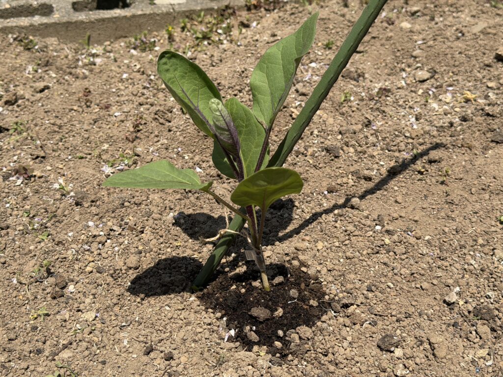 植え付けたナス苗に仮支柱を立てて支えている様子