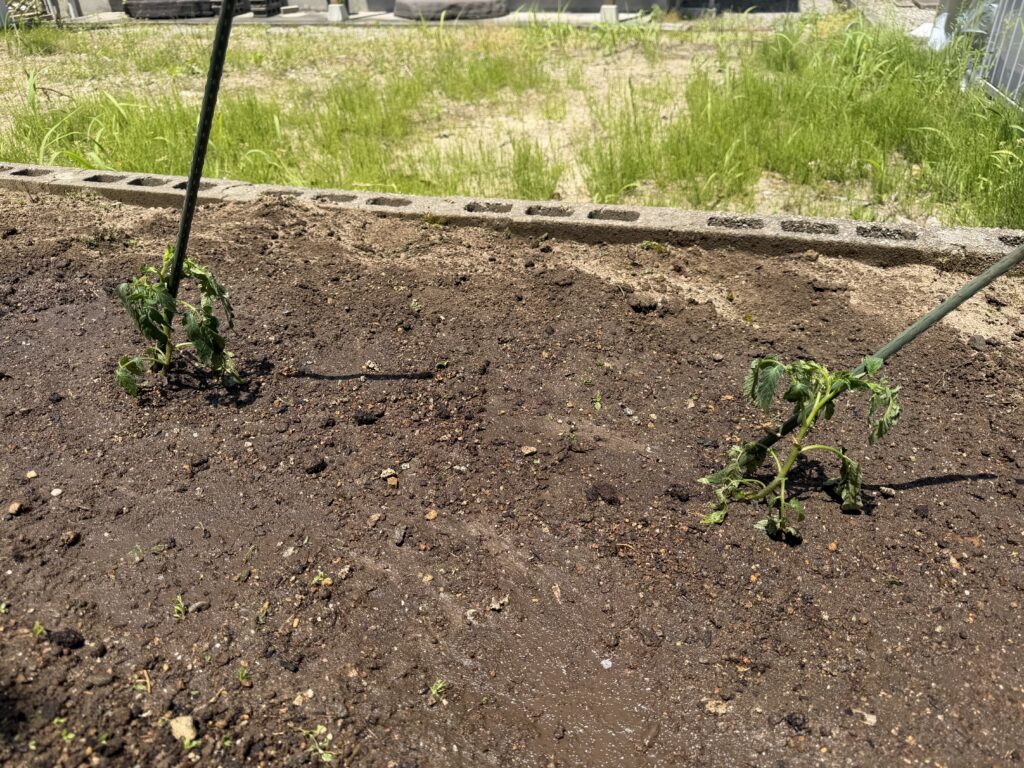 トマト桃太郎2株を植え付けた様子