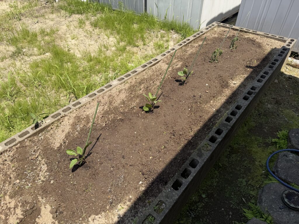家の北側の畑にナス3株とトマト2株を植え付け、支柱で誘引して水やりを終えた様子
