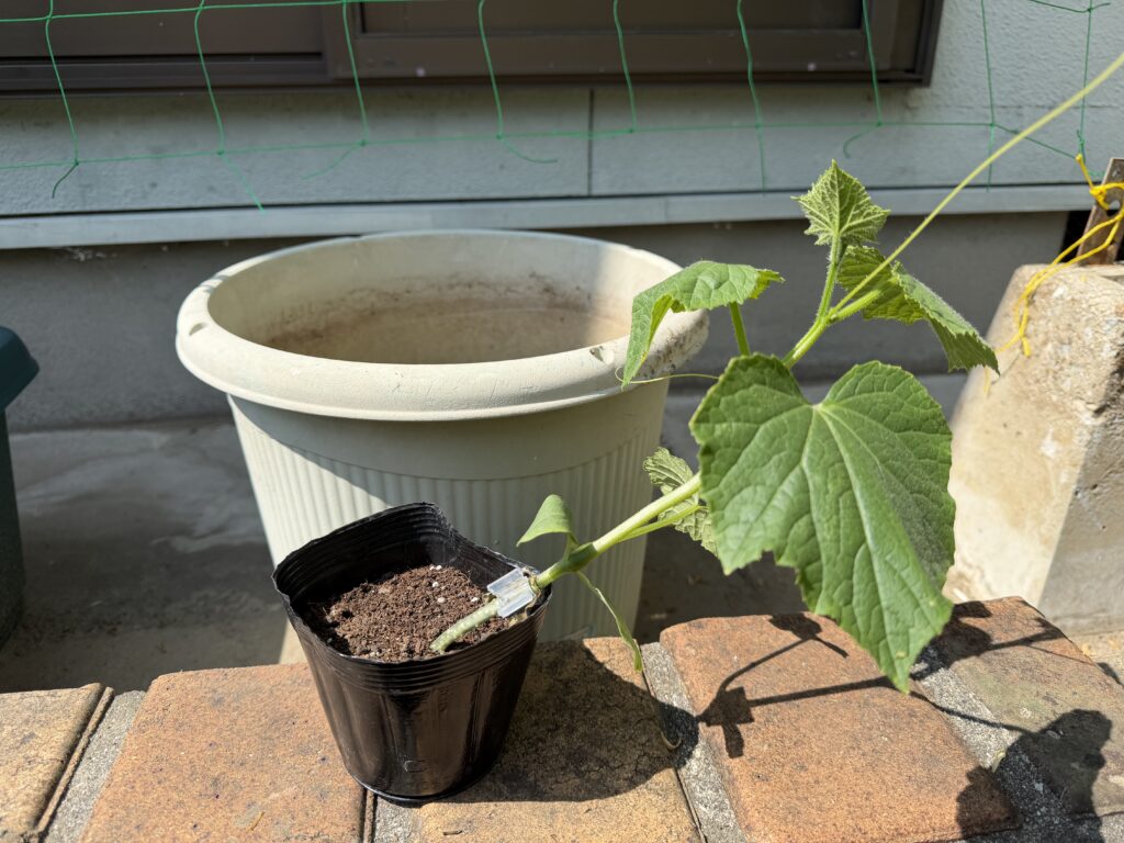 植え付け前のきゅうり夏すずみの苗がポットに入ったまま置かれている様子