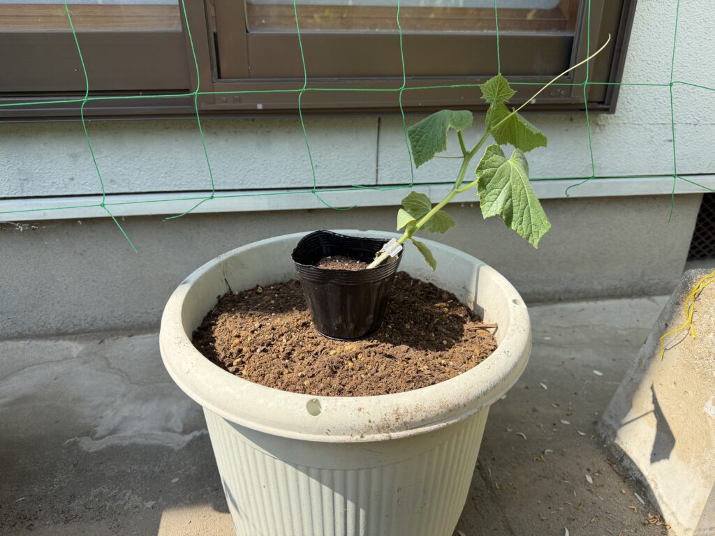 スナップエンドウを育てているプランターの隣に、きゅうりの苗を植え付けるためポットのまま仮置きした様子