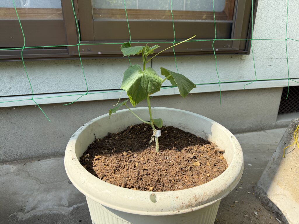 スナップエンドウの隣のプランターに植え付けたきゅうり夏すずみの苗が、後ろのネットの前で立っている様子
