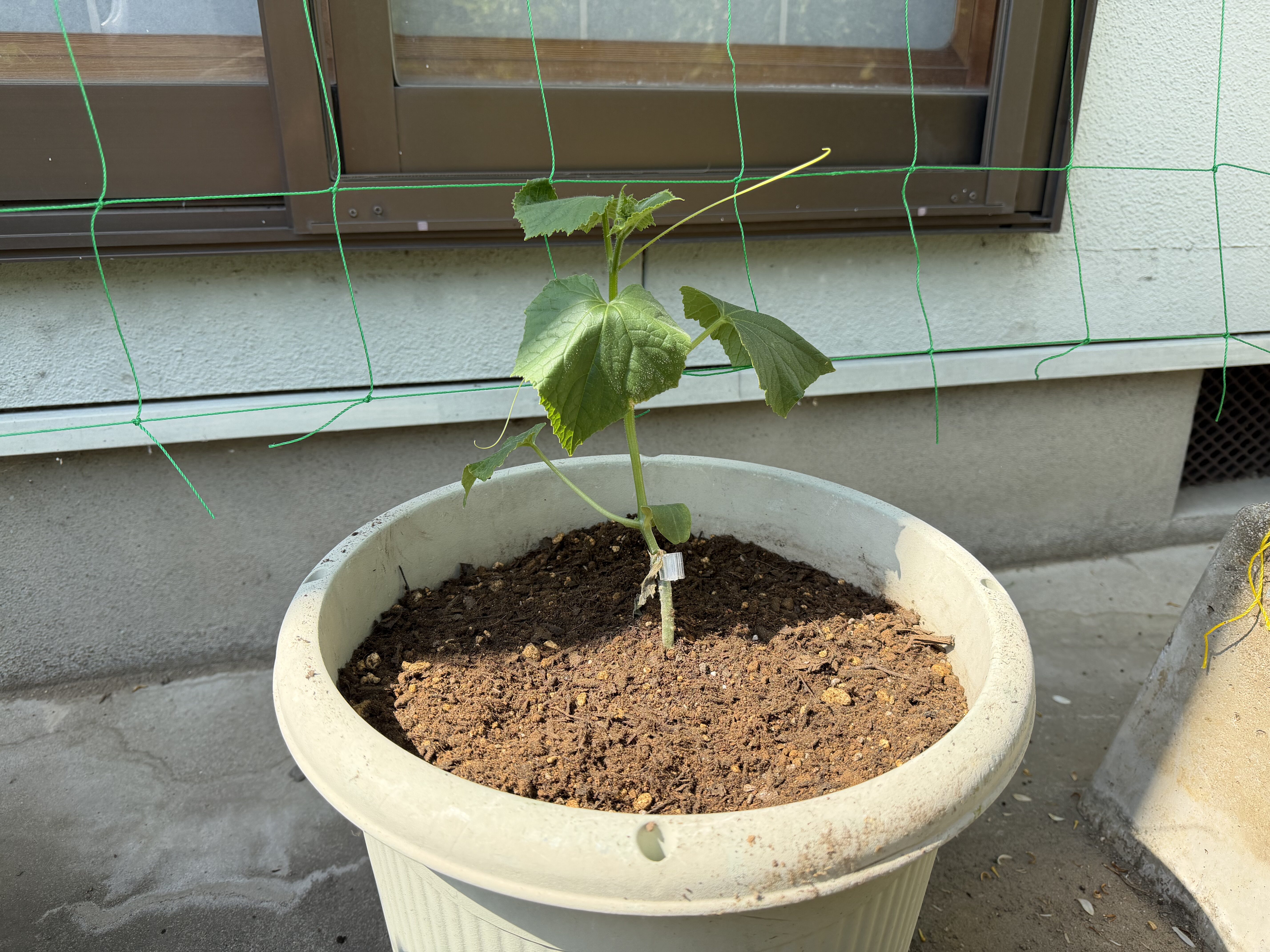 プランターに植え付けたきゅうり夏すずみの苗が、後ろのネットの前で立っている様子