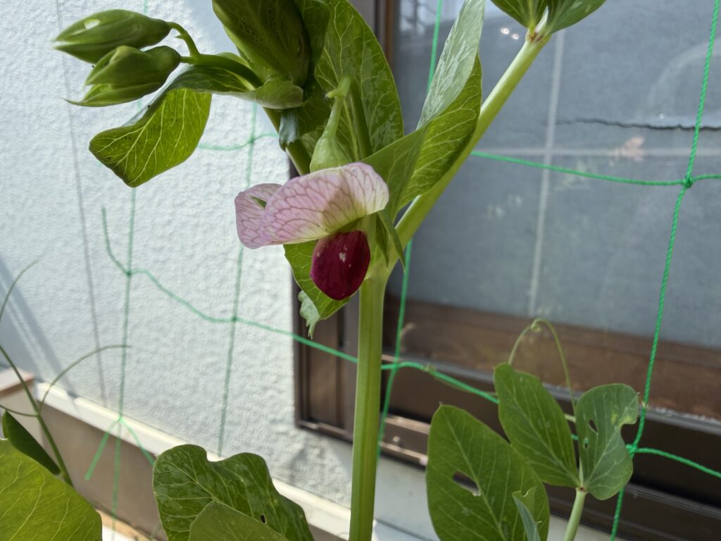 スナップエンドウに咲いた白と紫色の花
