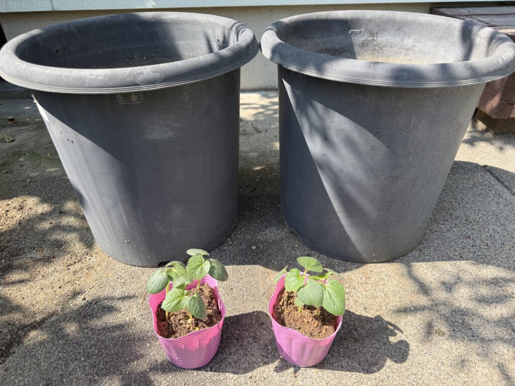 黒い丸型の鉢2つと丸オクラの苗2株を植え付け前に並べた様子